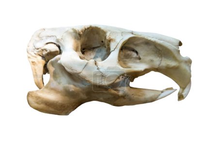 Téléchargez les photos : Crâne de Capybara ou Hydrochoerus hydrochaeris, le plus grand rongeur du monde. Isolé sur fond blanc - en image libre de droit