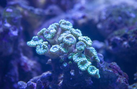 Téléchargez les photos : Caulastraea furcata, également connu sous le nom de canne à bonbons. Mer Méditerranée rochers - en image libre de droit