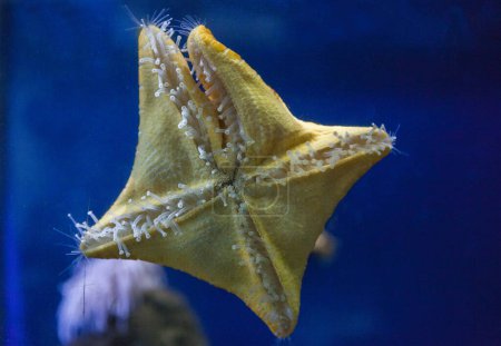 Foto de Placenta de peltaster, estrella nativa del mar Mediterráneo - Imagen libre de derechos