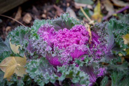Téléchargez les photos : Brassica oleracea utilisé comme plante ornementale d'hiver. Fleurs violettes en fleurs avec gouttes de rosée - en image libre de droit