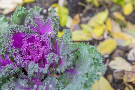 Téléchargez les photos : Brassica oleracea utilisé comme plante ornementale d'hiver. Fleurs violettes en fleurs avec gouttes de rosée - en image libre de droit
