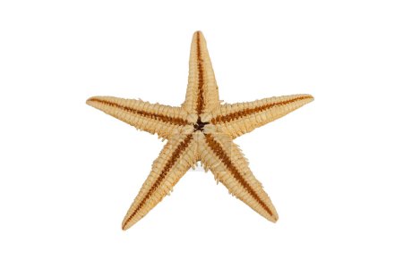 Photo for Starfish endoskeleton of calcium carbonate. Isolated over white - Royalty Free Image