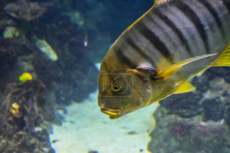 Photo for Golden trevally or gnathanodon speciosus. Also known as the golden kingfish - Royalty Free Image