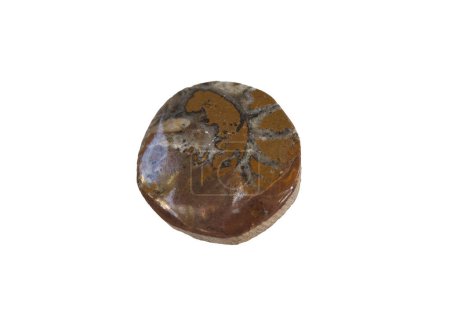 Foto de Fósil de amonita pulido y en forma circular. Aislado sobre fondo blanco - Imagen libre de derechos