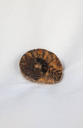 Foto de Fósil de amonita seccionado y pulido. Colocado sobre tela de algodón - Imagen libre de derechos