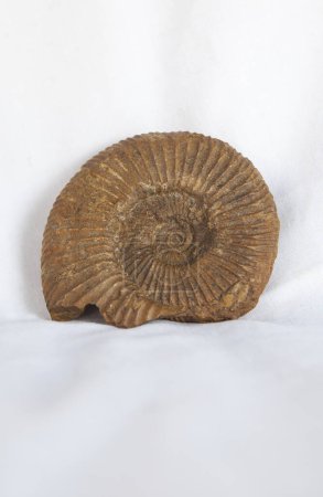 Foto de Fósil de amonita passendorferia teresiformis. Colocado sobre tela de algodón - Imagen libre de derechos