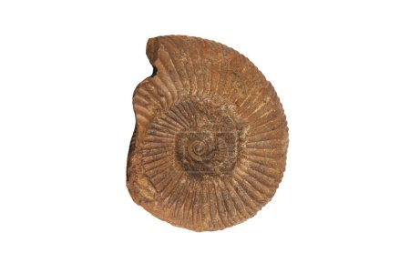 Foto de Fósil de amonita passendorferia teresiformis. Aislado sobre fondo blanco - Imagen libre de derechos