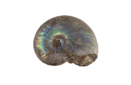 Foto de Fósil de amonita perlado. Aislado sobre fondo blanco - Imagen libre de derechos