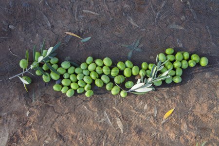 Foto de Aceitunas verdes sobre la red de recolección. Tabla aceitunas cosecha temporada escena - Imagen libre de derechos