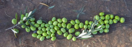 Photo for Green olives over collection net. Table olives harvest season scene - Royalty Free Image