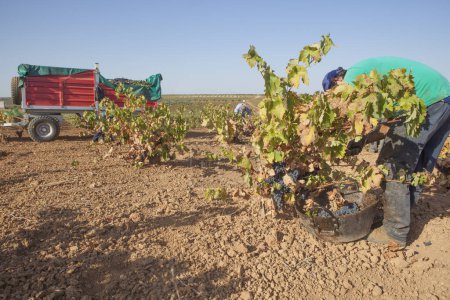 Téléchargez les photos : Remorque de viticulture pendant la saison de récolte. Machines pour le transport de raisins cueillis à la main - en image libre de droit