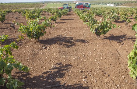Téléchargez les photos : Tracteur viticole en service pendant la saison de récolte. Machines pour le transport de raisins cueillis à la main - en image libre de droit