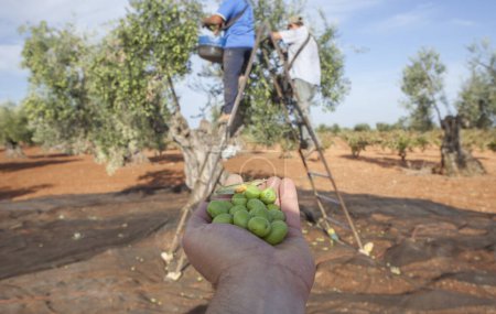 Photo for Hand plenty of green olives. Laborers on the stepladder collecting olives at background - Royalty Free Image