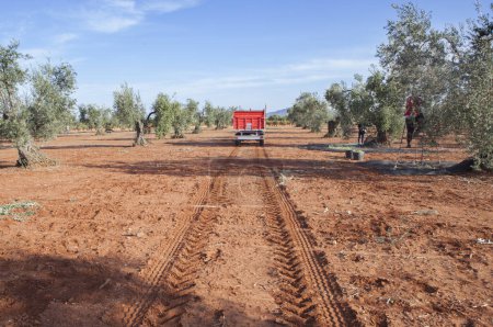 Téléchargez les photos : Remorque conduisant le long de l'oliveraie. Machines pour le transport de raisins cueillis à la main - en image libre de droit