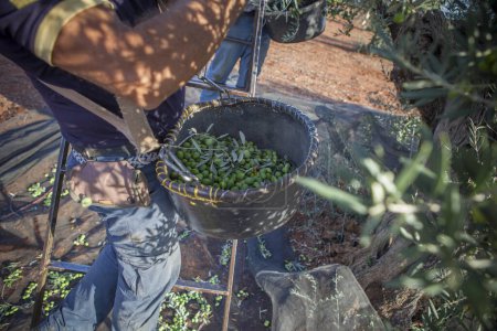 Téléchargez les photos : Des ouvriers ramassant des olives de la branche au panier. Olives de table saison de récolte scène - en image libre de droit