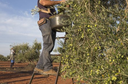 Téléchargez les photos : Des ouvriers ramassant des olives de la branche au panier. Olives de table saison de récolte scène - en image libre de droit