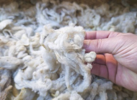Mature mans hand touching a lock of freshly sheared wool. Raw wool of the fleece from sheeps