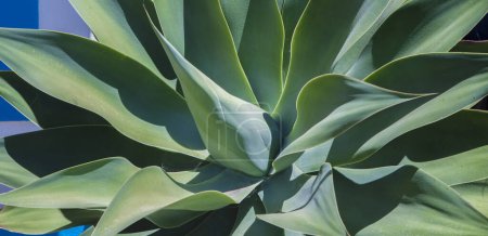 Agave Attenuata or foxtail plant. Long format