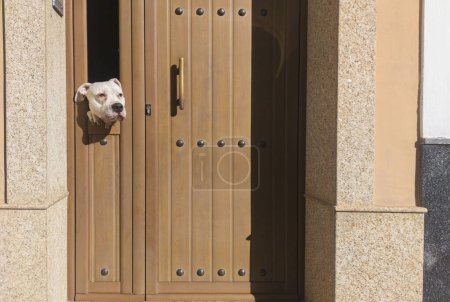 Dogo argentino dog peeking out of a street door window. Curious expression