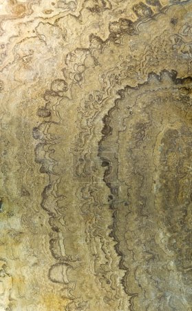 Fossilisierter proterozoischer Stromatolith-Abschnitt. Selektiver Fokus