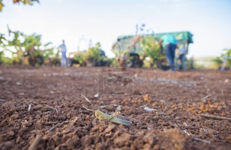 Téléchargez les photos : Sauterelle marocaine sur huile d'argile rouge pendant la saison de récolte. Récolteuses au fond - en image libre de droit