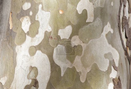 Foto de Corteza que se desprende en placas escamosas irregulares de platano x hispanica. Enfoque selectivo - Imagen libre de derechos