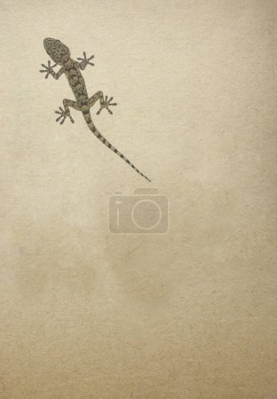 Common wall gecko walking over old paper background. Overhead view