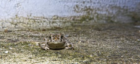 Natterjack toad (Epidalea calamita) perfectly camouflaged in a verdigris concrete area