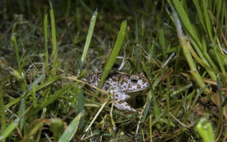 Natterjack toad (Epidalea calamita) walking in grass at night, Valdesalor, Caceres, Extremadura, Spain