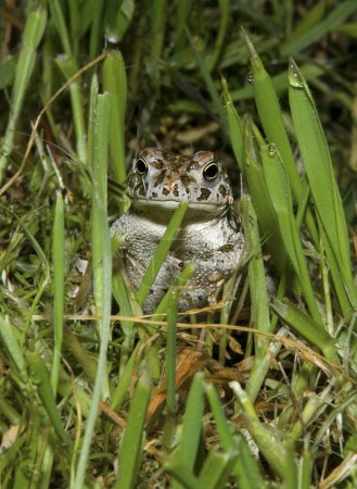 Natterjack toad (Epidalea calamita) standing in grass at night, Valdesalor, Caceres, Extremadura, Spain