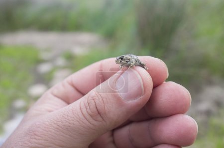 Tiny baby natterjack toad between human fingers. Closeup
