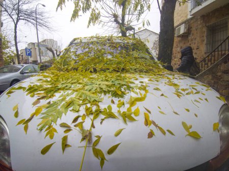 Vehicle full of dry leaves and branches over windshield and hood. Rainy and windy autumn days 