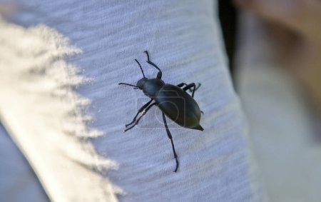 Blaps lusitanica called cellar beetle climbing the arm of a person, Olivenza, Spain