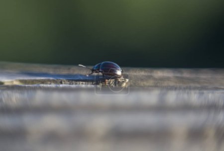 Chrysolina americana o escarabajo del romero, caminando sobre roca. Enfoque selectivo