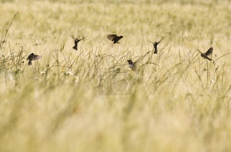 Gorriones alimentándose en un campo de cereales. Aves granívoras en el paisaje agrícola