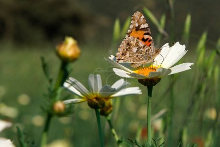 Photo for Vanessa cardui or painted lady. Butterfly side view over daisy flower - Royalty Free Image