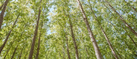 Pappelpflanzung im Frühling. Produktionskonzept für Biomasse aus Pappeln