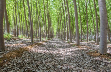 Poplar plantation on springtime. Poplar biomass production concept