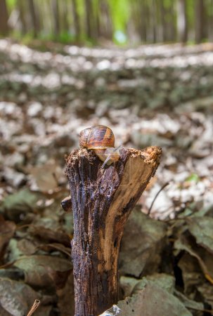 Garden snail crawling over trunk at poplar plantation. Ground view