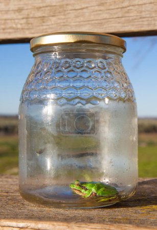 Little frog trapped in a glass jar. Childrens pranks in nature concept