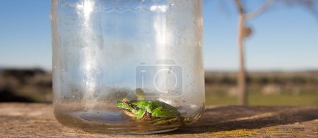 Little frog trapped in a glass jar. Childrens pranks in nature concept