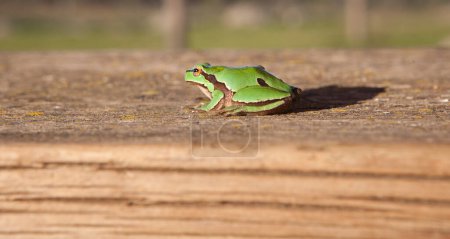 Kleiner Frosch über Holzbank. Selektiver Fokus