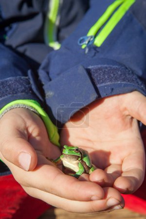 Kinderhände mit europäischem Laubfrosch oder Hyla Arborea