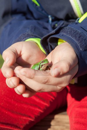 Kinderhände mit europäischem Laubfrosch oder Hyla Arborea