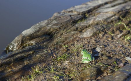 European tree frog on the rocky shore of a pond. Selective focus