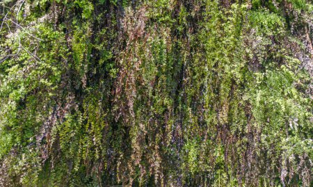 Téléchargez les photos : Adiantum capillus-veneris, ou fougère Maidenhair du Sud, poussant dans la fissure d'une conduite d'eau - en image libre de droit