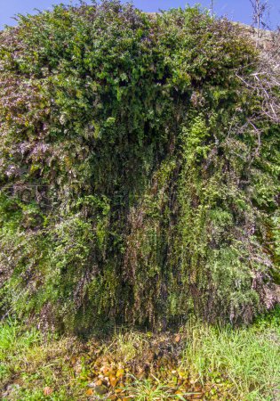 Téléchargez les photos : Adiantum capillus-veneris, ou fougère Maidenhair du Sud, poussant dans la fissure d'une conduite d'eau - en image libre de droit