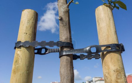 Photo for Young orange tree fixed with two takes and pvc belt. Blue sky - Royalty Free Image