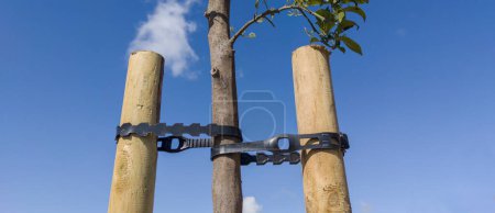 Photo for Young orange tree fixed with two takes and pvc belt. Blue sky - Royalty Free Image