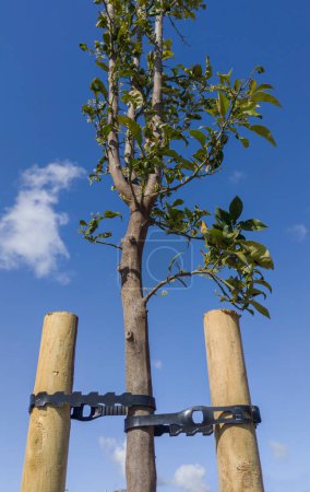 Young orange tree fixed with two takes and pvc belt. Blue sky